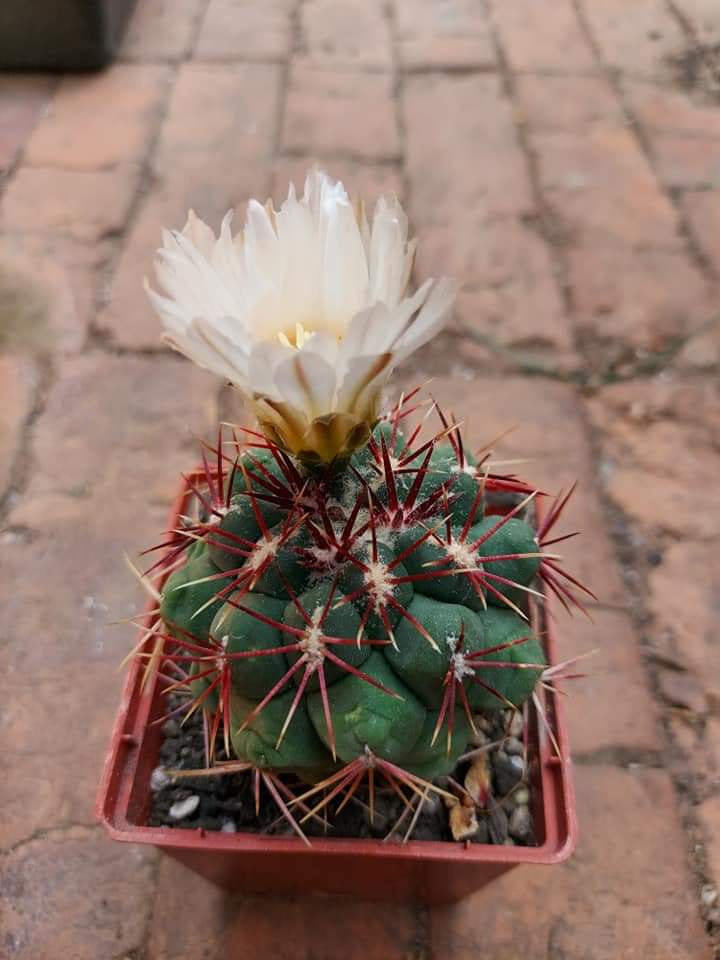 thelocactus lloydii SB 113 seeds 10 cactus seeds