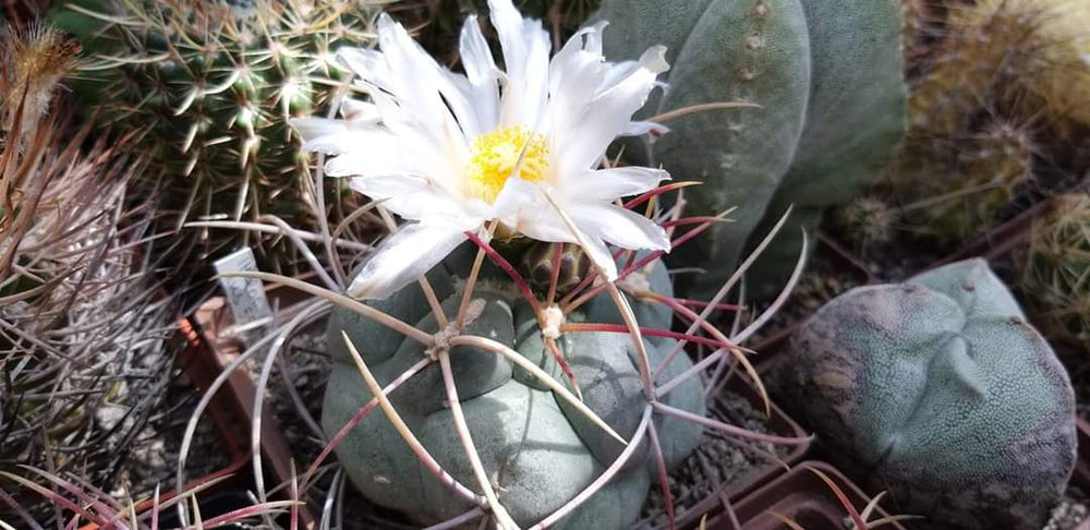 Thelocactus lloydii RUS 555 10 cactus seeds