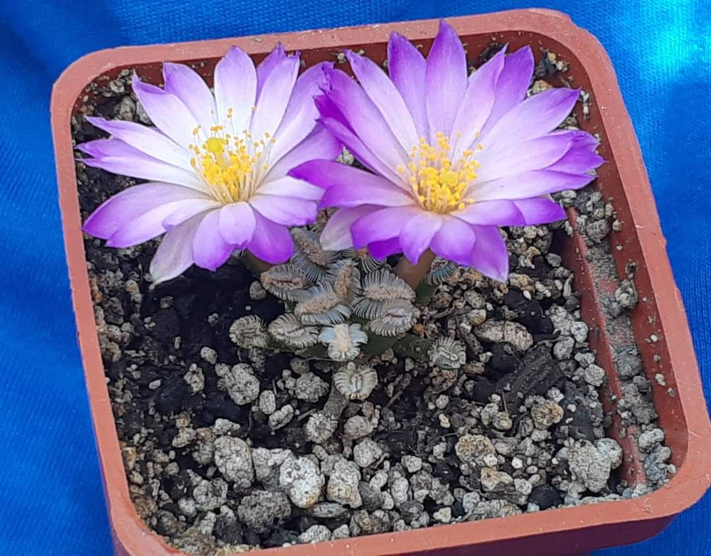 Mammillaria Bertholdii 10 SEEDS  fresh