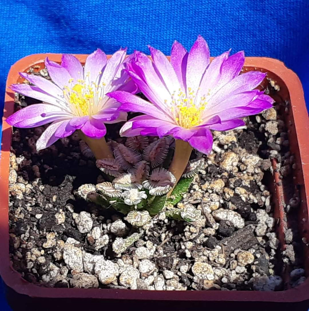 Mammillaria Bertholdii 10 SEEDS  fresh