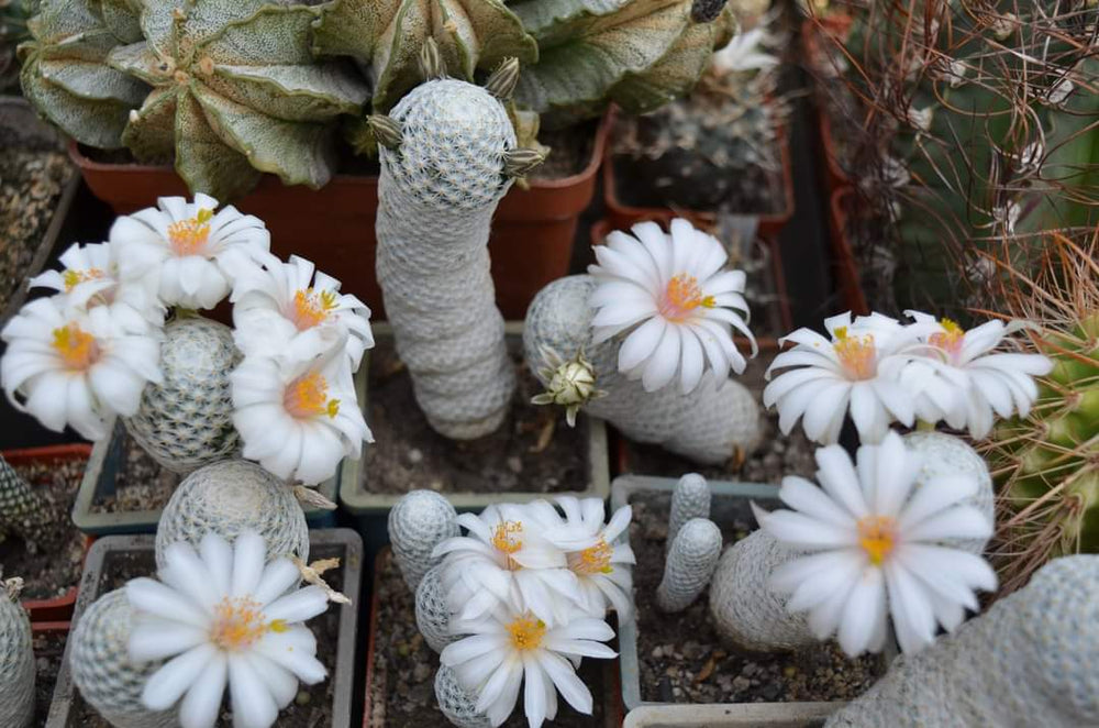 Mammillaria Herrera albiflora 10 SEEDS  fresh