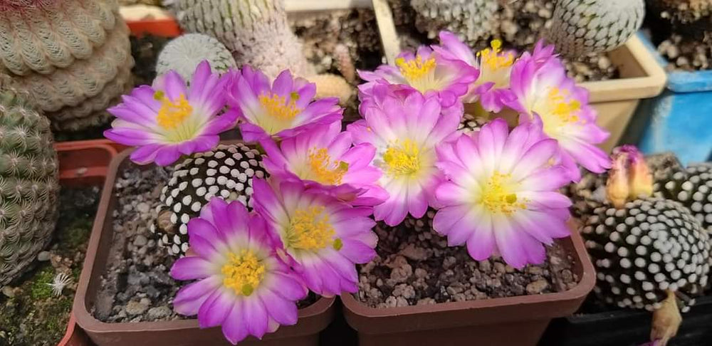 mammillaria luethyi--- 10 seeds fresh