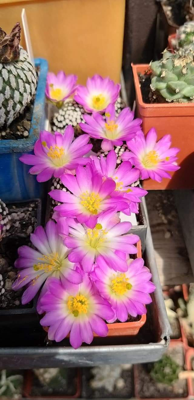 mammillaria luethyi--- 10 seeds fresh