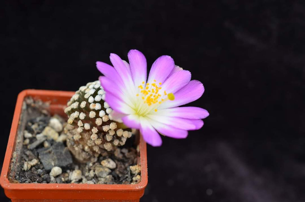 mammillaria luethyi--- 10 seeds fresh