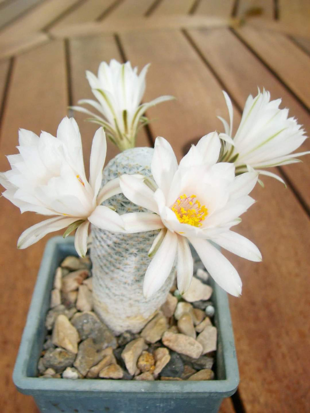 Mammillaria Herrera albiflora 10 SEEDS  fresh