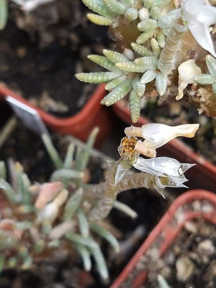 Anacampseros  quinaria subsp. alstonii avonia(red flowers) 10 fresh seeds