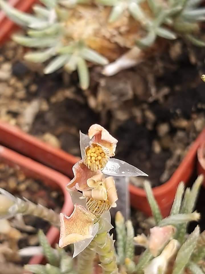 Anacampseros quinaria subsp. alstonii (whit flowers) 10 fresh seeds