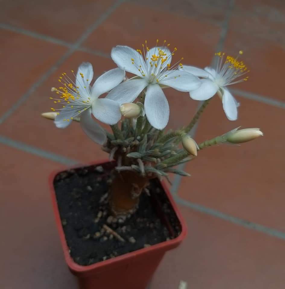 Anacampseros quinaria subsp. alstonii (whit flowers) 10 fresh seeds