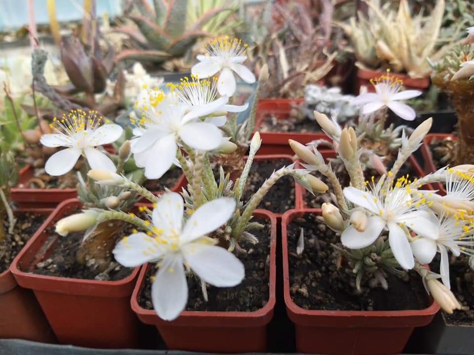 Anacampseros quinaria subsp. alstonii (whit flowers) 10 fresh seeds