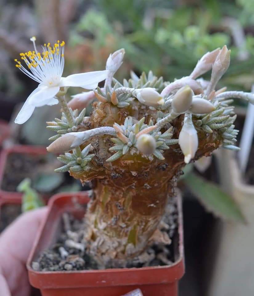 Anacampseros quinaria subsp. alstonii (whit flowers) 10 fresh seeds