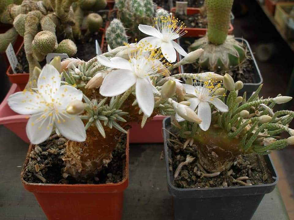 Anacampseros quinaria subsp. alstonii (whit flowers) 10 fresh seeds