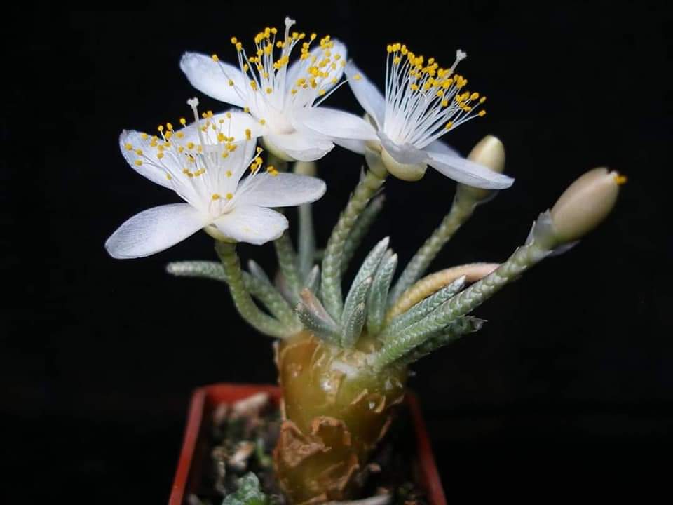 Anacampseros quinaria subsp. alstonii (whit flowers) 10 fresh seeds