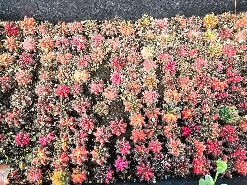 Gymnocalycium mihanovichii friedrichii variegata  20 fresh seeds