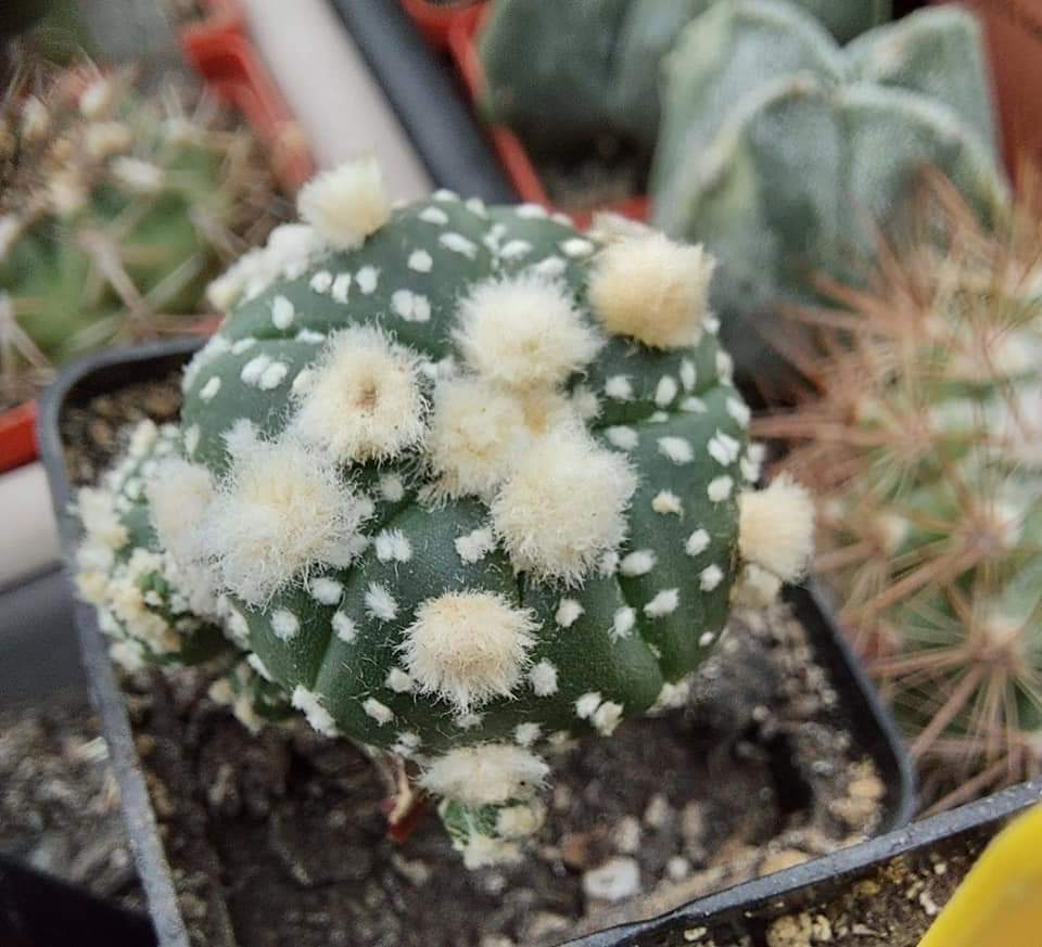 Astrophytum asterias cv. Ooibo    10  fresh seeds