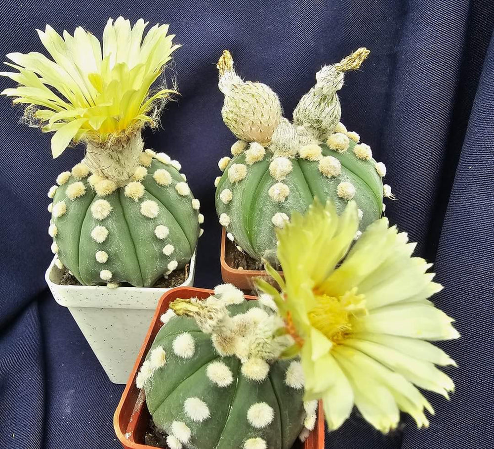 Astrophytum asterias cv. Ooibo    10  fresh seeds