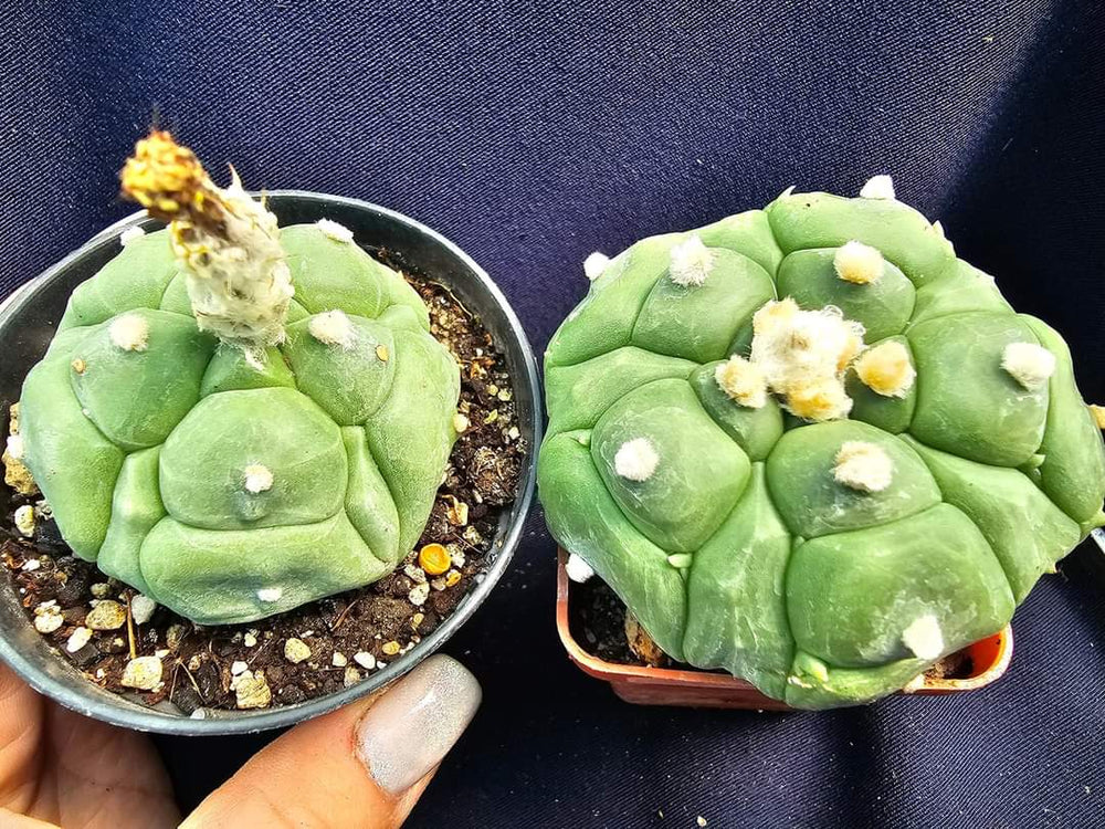 Astrophytum asterias cv. Kikko Turtles Fukuryu  10  fresh seeds