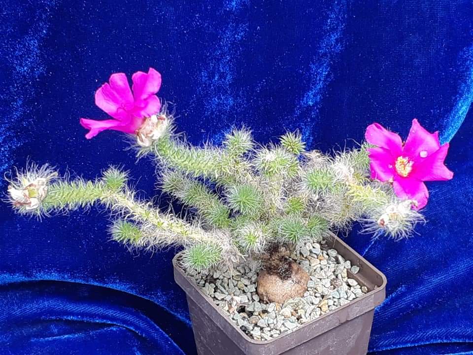 Portulaca eruca caudes 10 seeds fresh