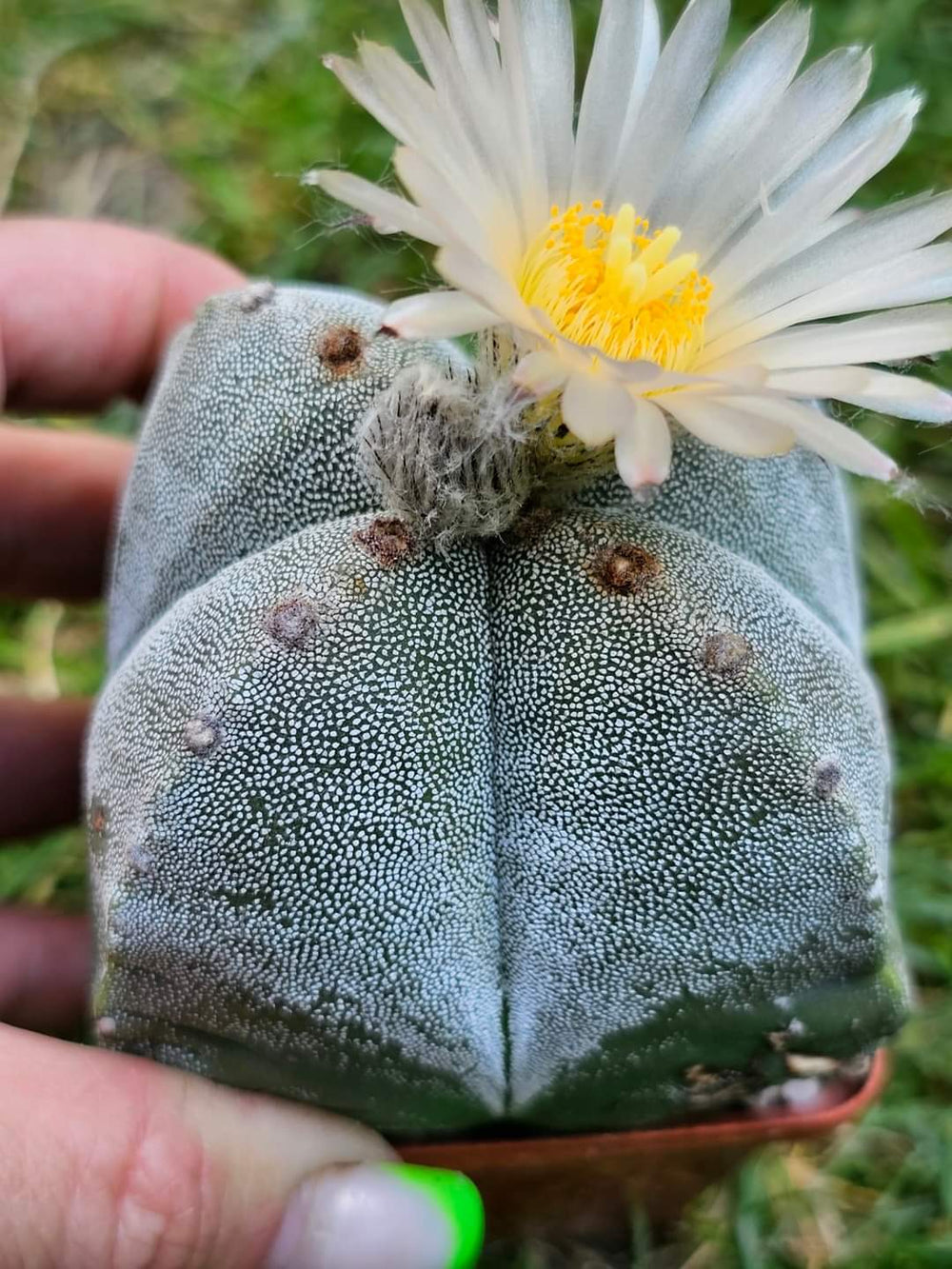 Astrophytum myriostigma v. strongylogonum 10 fresh seeds