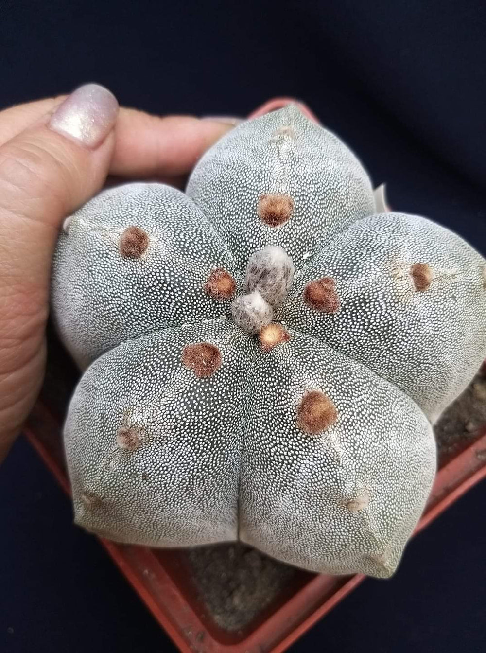 Astrophytum myriostigma v. strongylogonum 10 fresh seeds