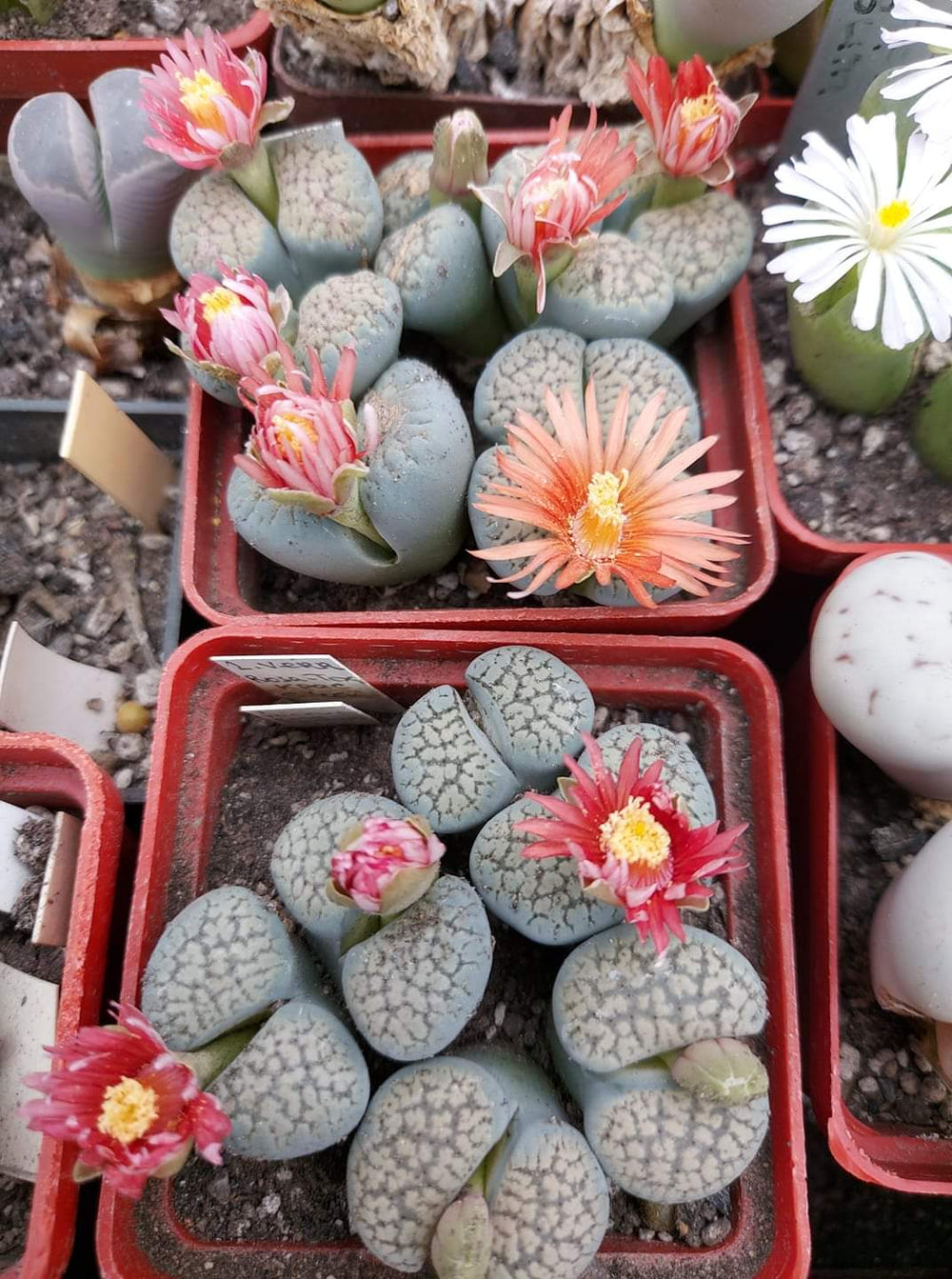 Lithops verruculosa Rose of Texas - 20 seeds fresh