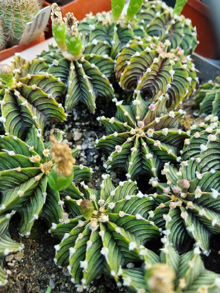 Gymnocalycium friedrichii LB 2178 agua dulce 20 fresh seeds