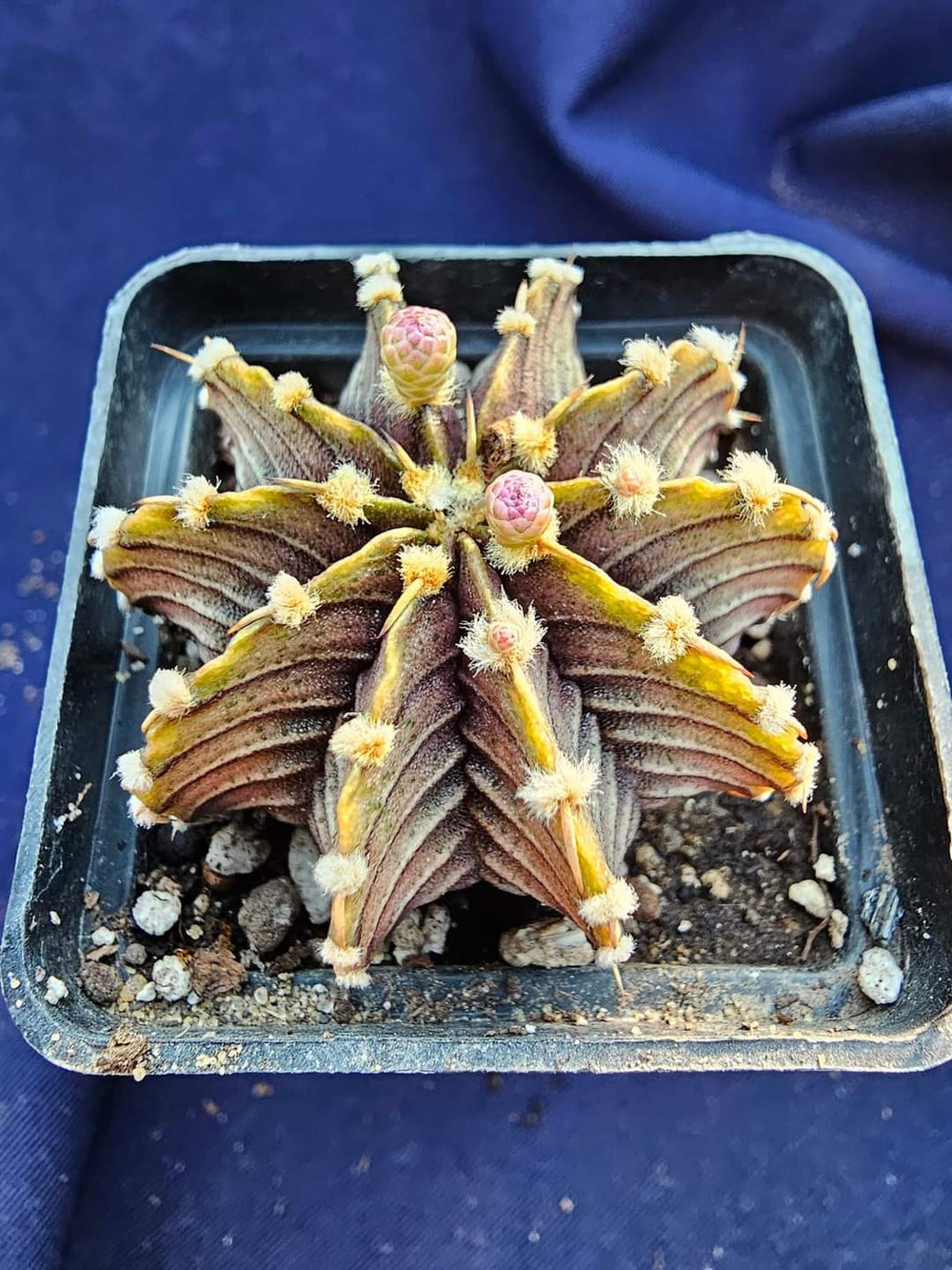 Gymnocalycium friedrichii LB 2178 agua dulce 20 fresh seeds