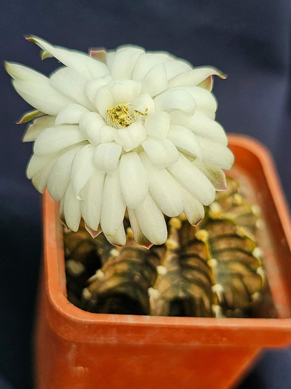 Gymnocalycium friedrichii LB 2178 agua dulce 20 fresh seeds