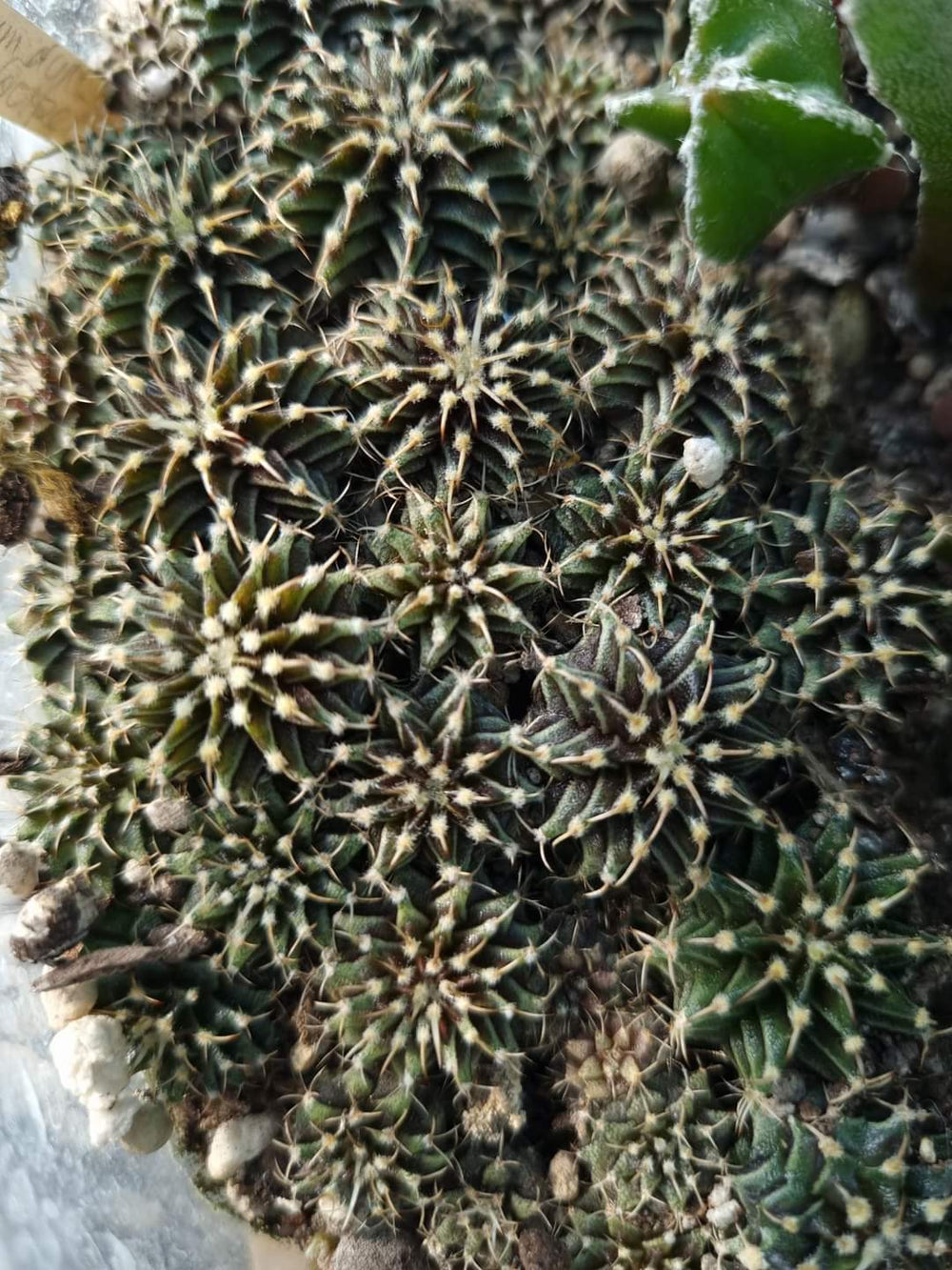 Gymnocalycium friedrichii LB 2178 agua dulce 20 fresh seeds