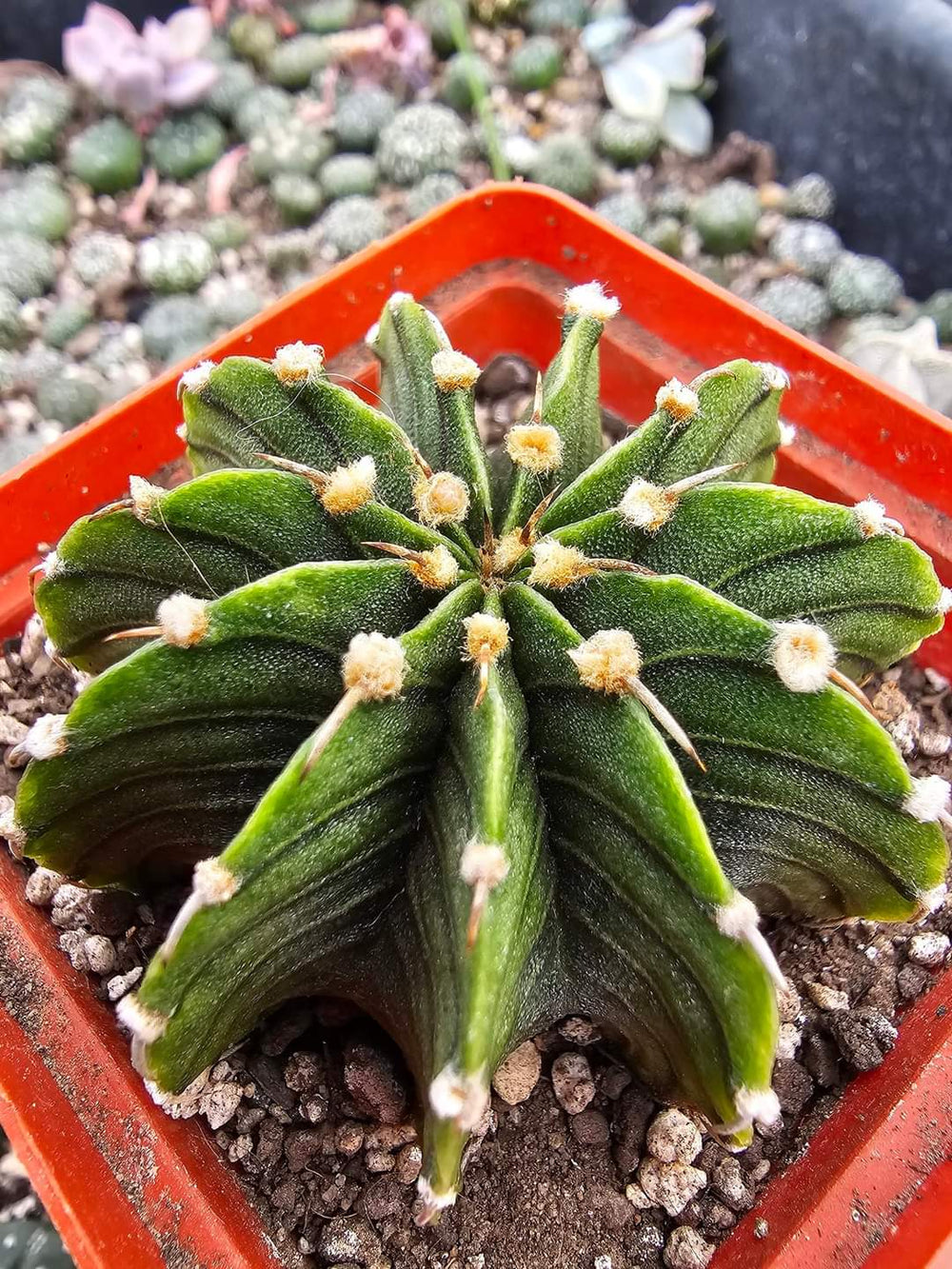 Gymnocalycium friedrichii LB 2178 agua dulce 20 fresh seeds