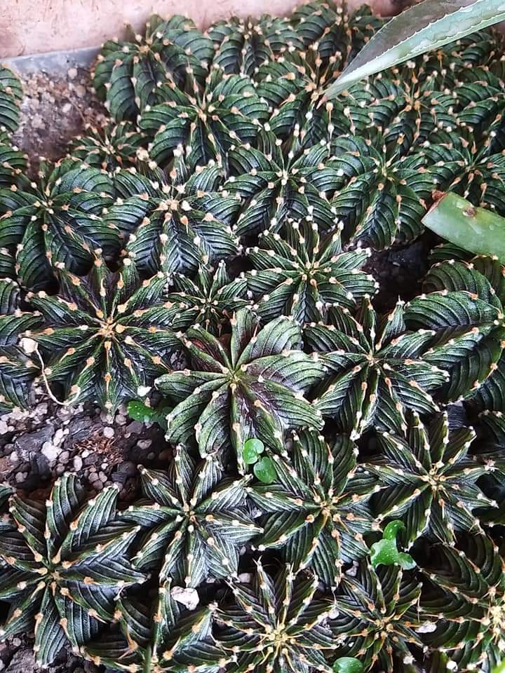 Gymnocalycium friedrichii LB 2178 agua dulce 20 fresh seeds