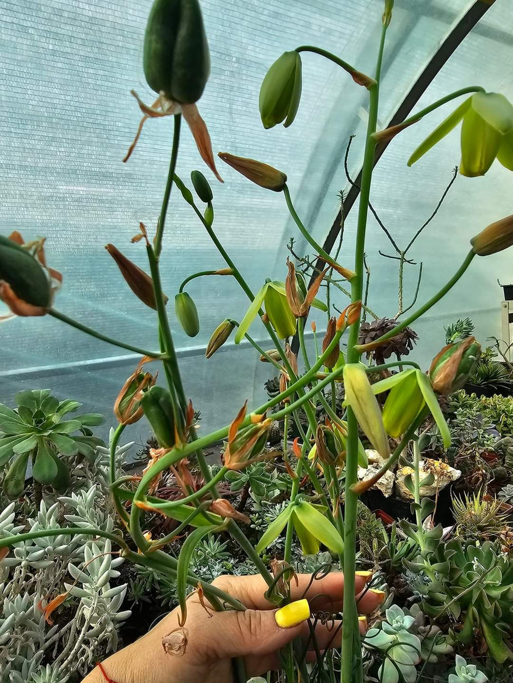 Albuca spiralis 20 fresh seeds