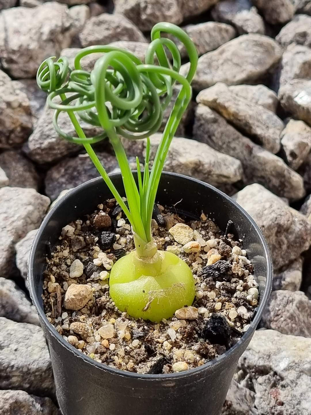 Albuca spiralis 20 fresh seeds