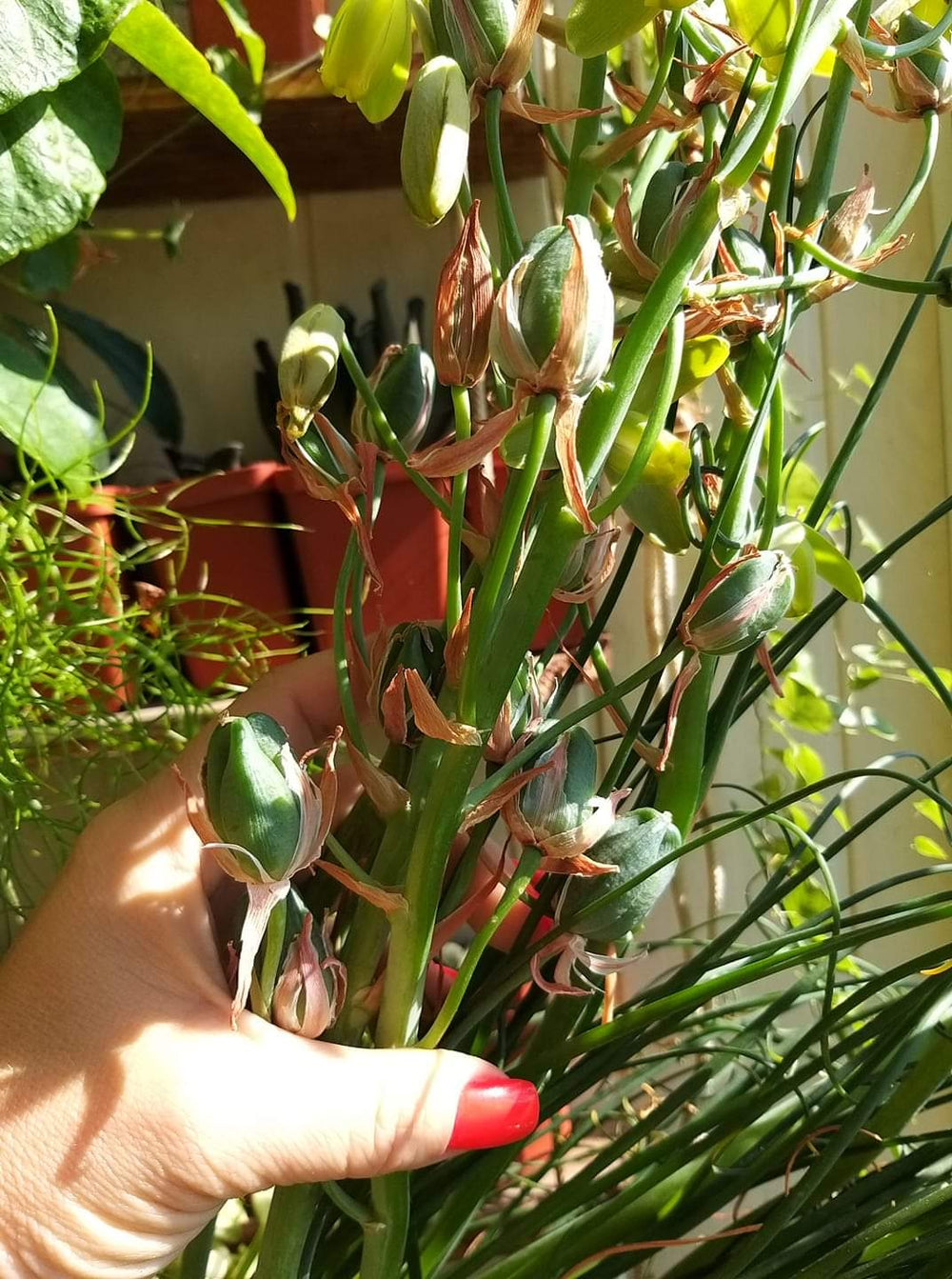 Albuca spiralis 20 fresh seeds