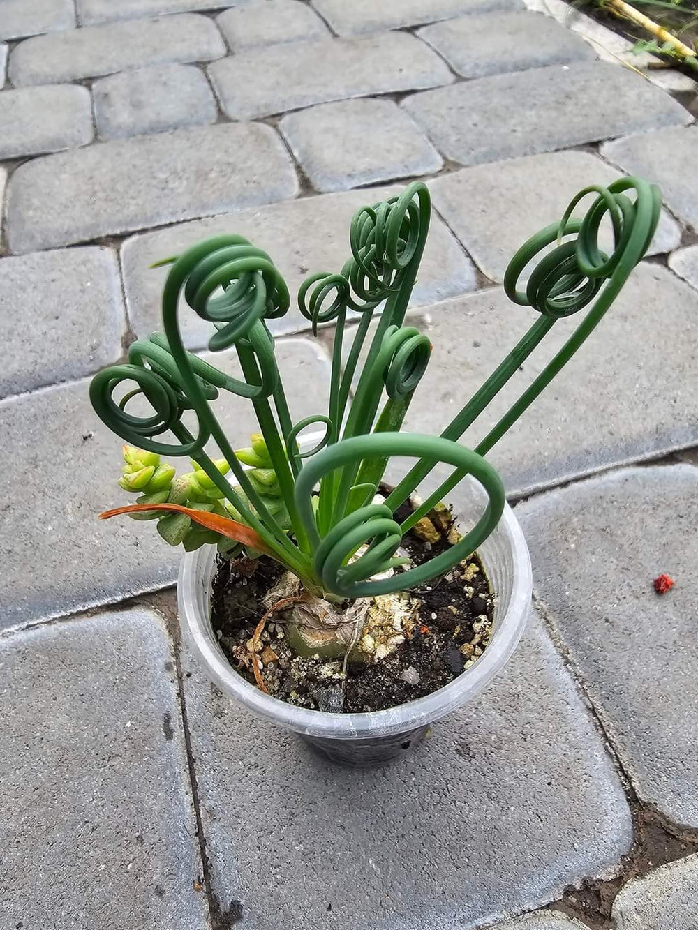 Albuca spiralis 20 fresh seeds