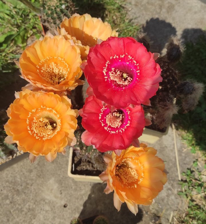 Echinopsis hybrids  20 seeds