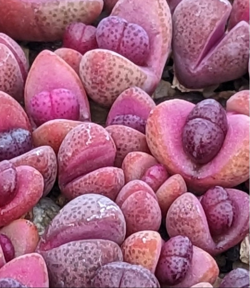 Pleiospilos nelii royal flush 10 seeds Living stones