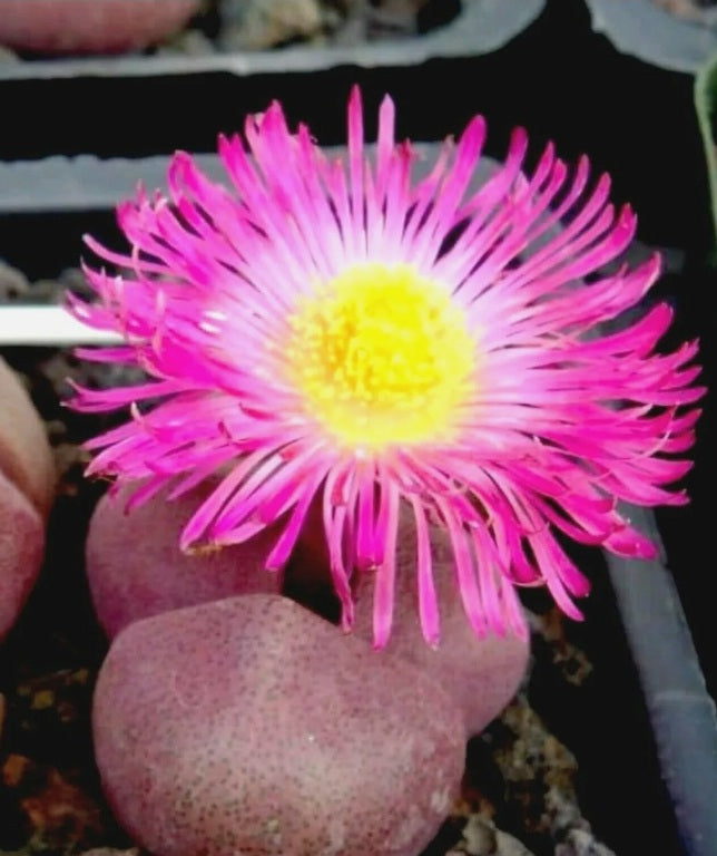 Pleiospilos nelii royal flush 10 seeds Living stones