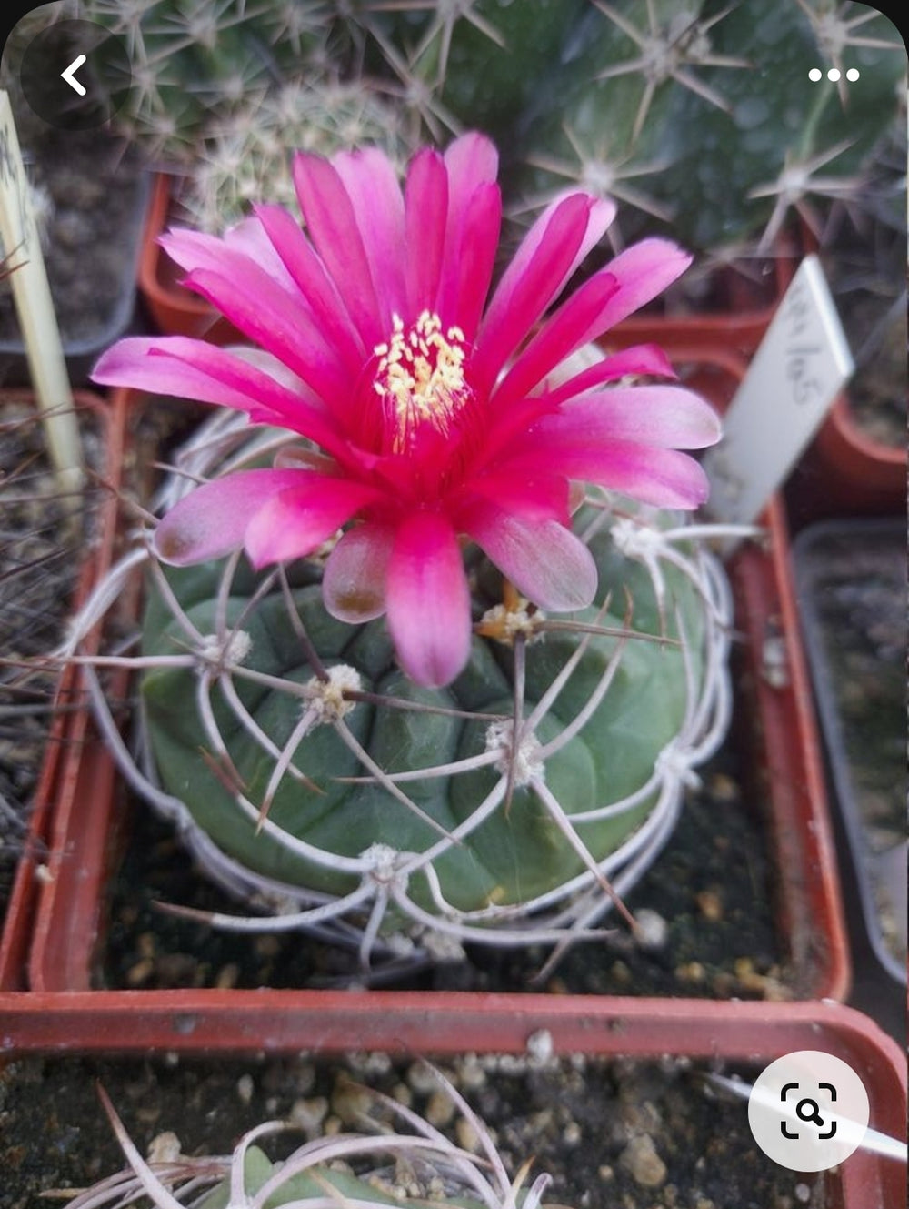 gymnocalycium tillianum WR 227 - 20 SEEDS  fresh . Very rare.