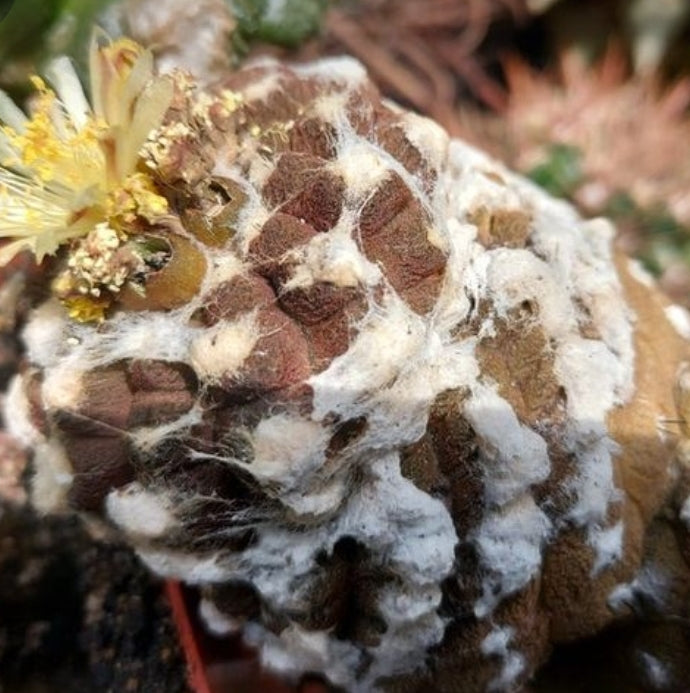 Copiapoa hypogea `Lizard skin`20 SEEDS  fresh . Very rare.