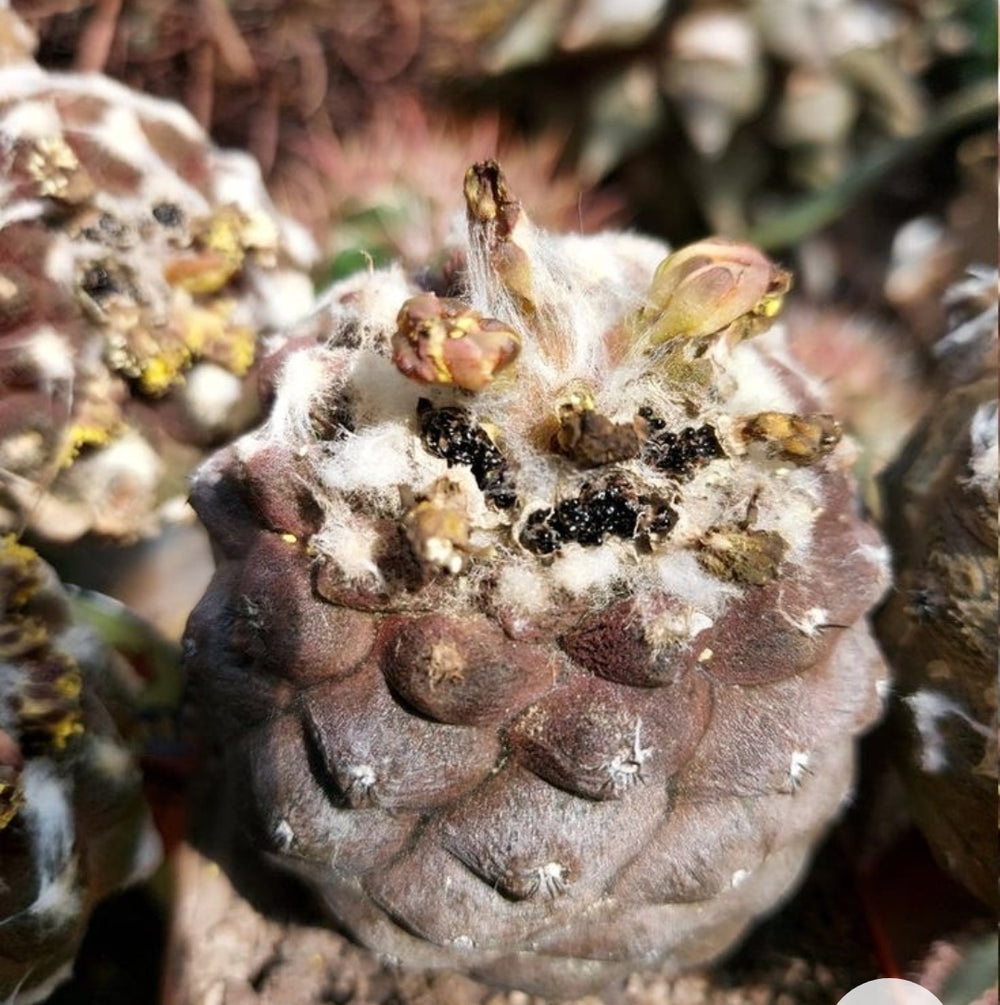 Copiapoa hypogea `Lizard skin`20 SEEDS  fresh . Very rare.