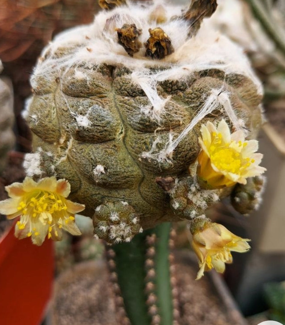 Copiapoa hypogea `Lizard skin`20 SEEDS  fresh . Very rare.