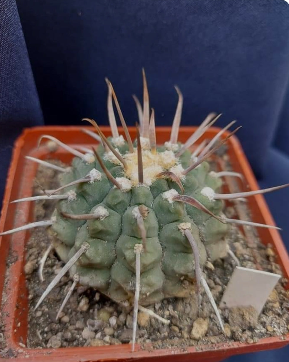 Gymnocalycium vatteri single spine 10 SEEDS  fresh .