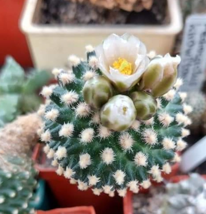 Pediocactus knowltonii 10 seeds cactus very Rare seedsRARE CACTUS