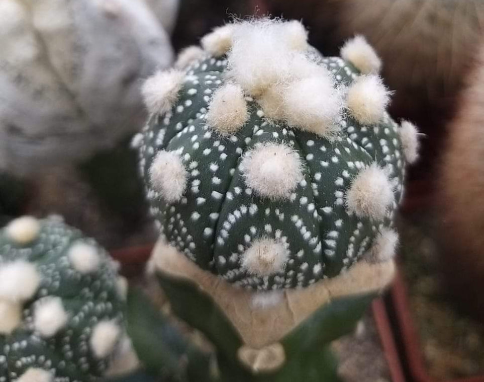 Astrophytum asterias cv. Ooibo    10  fresh seeds