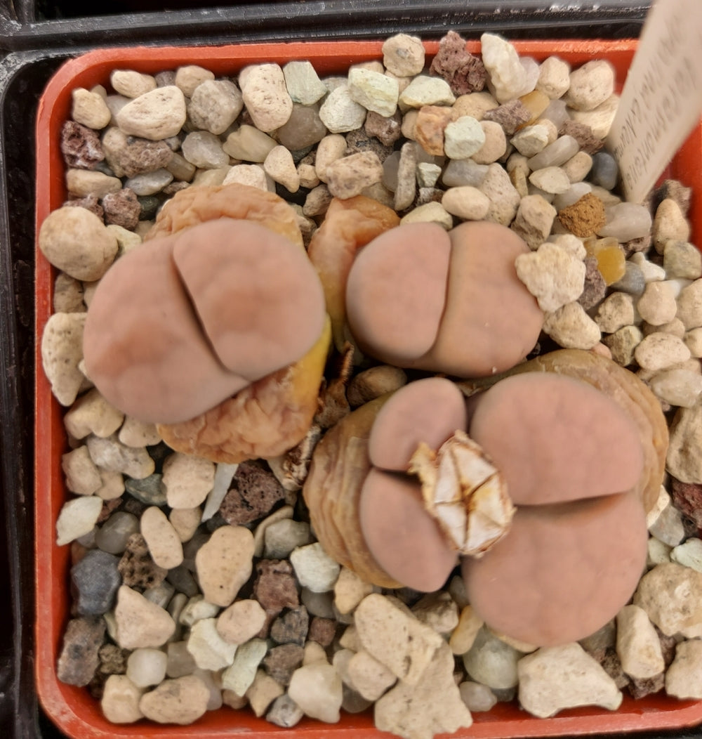 Lithops karasmontana var. opalina 20 seeds fresh