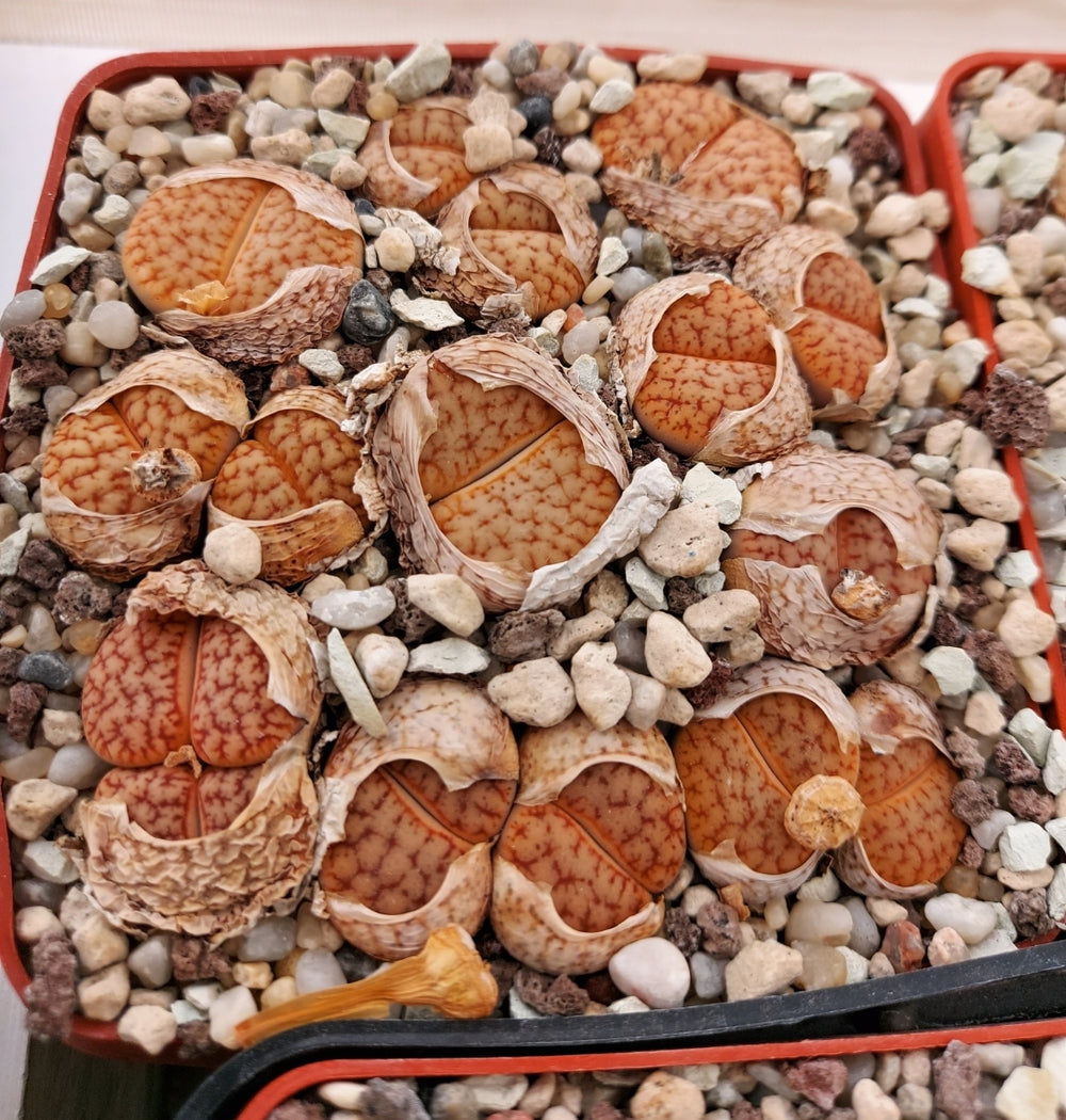 Lithops pseudotruncatella (C71) - 20 seeds fresh