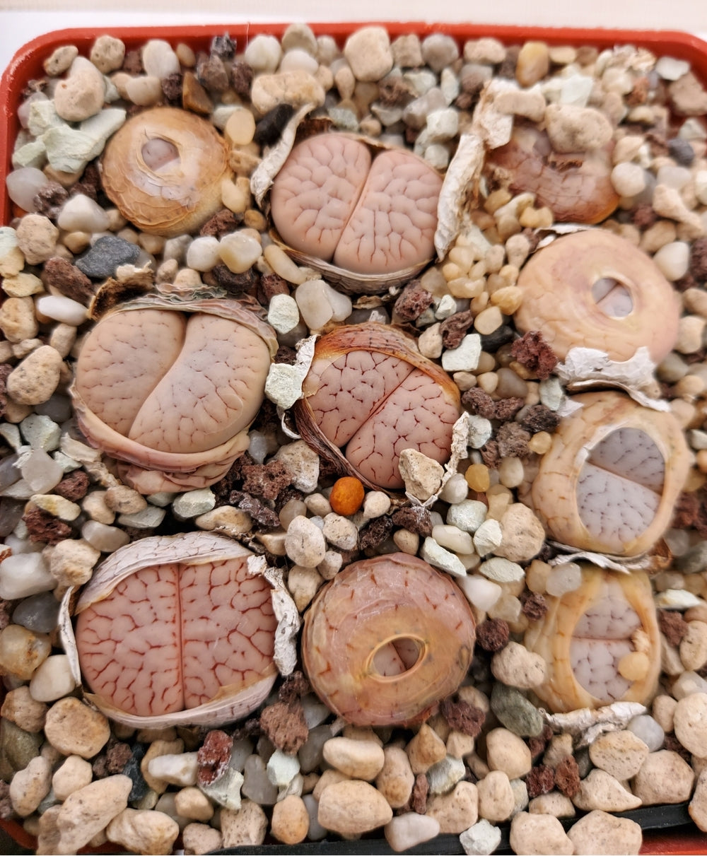 Lithops pseudotruncatella volkii C 69 - 20 seeds fresh