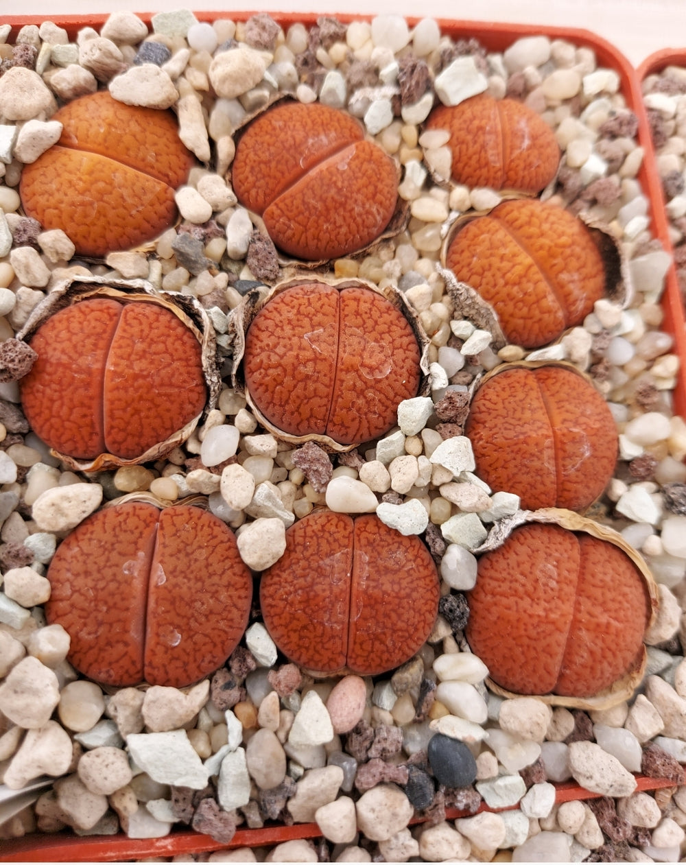 Lithops aucampiae var. koelemanii C256 - 20 seeds fresh