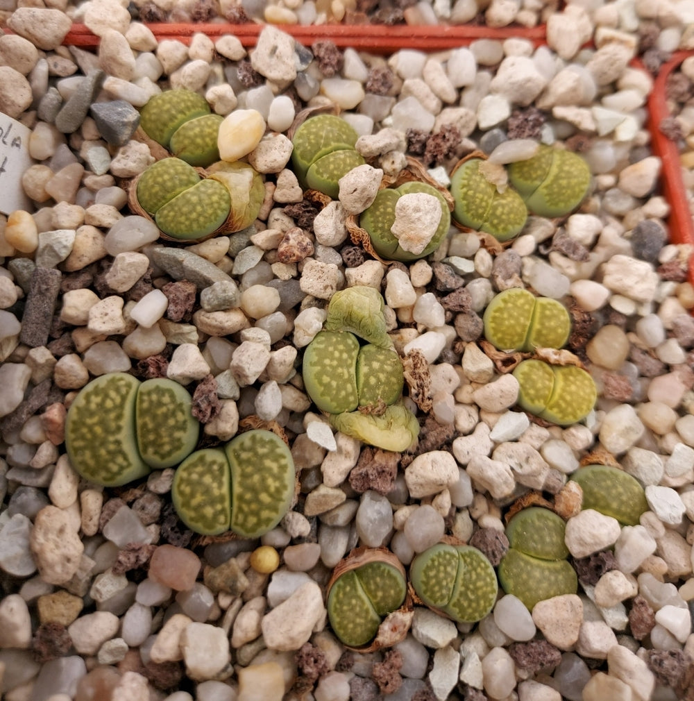 lithops salicola 'malachite' - 20 seeds fresh