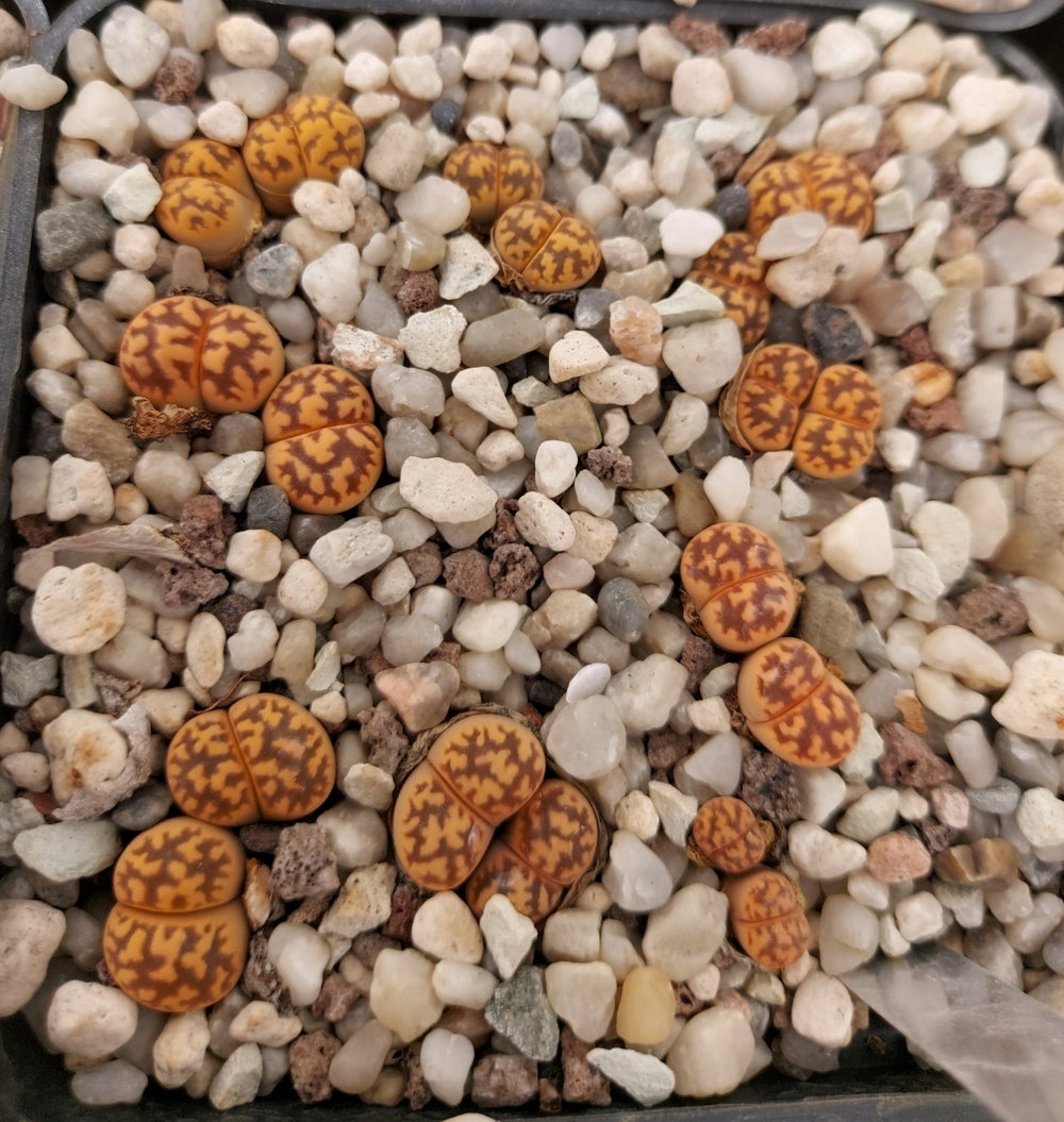 lithops karasmontana bella 143a' - 20 seeds fresh